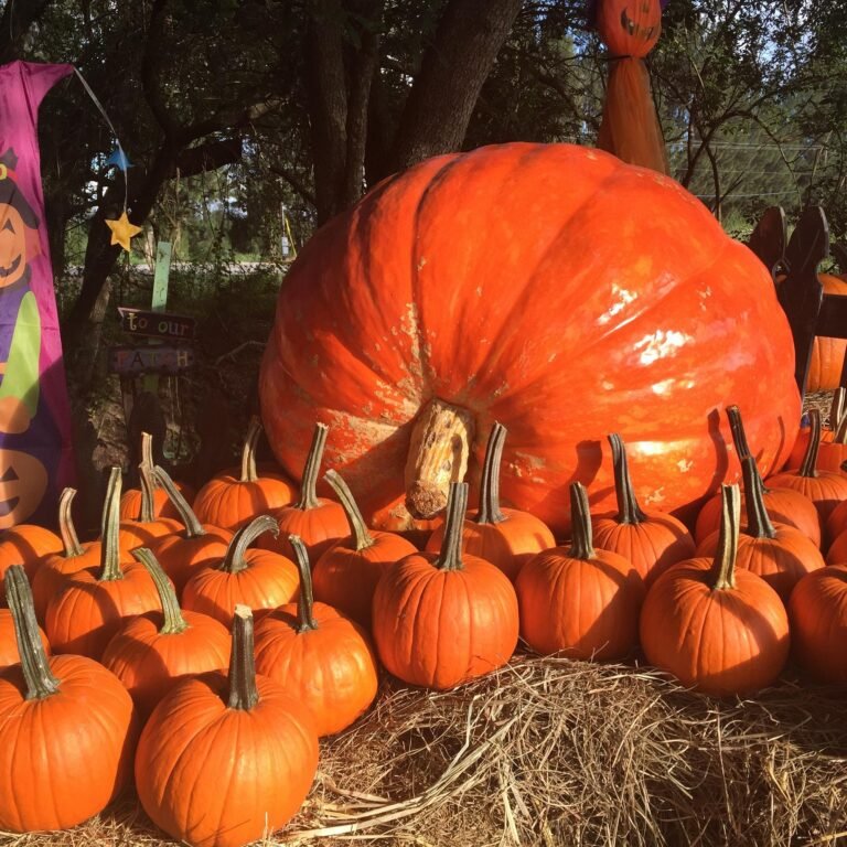 Manufactured homes, bestpumpkinpatchin, safe, mobile homes, homes, living