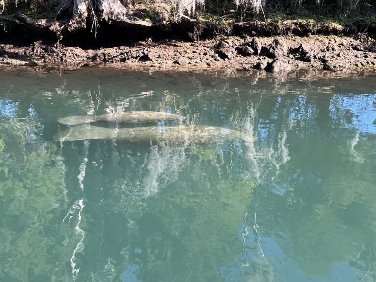 safe, mhp, Steps to finding a new home, Manufactured homes, comfortable, greatswimwiththemanatees