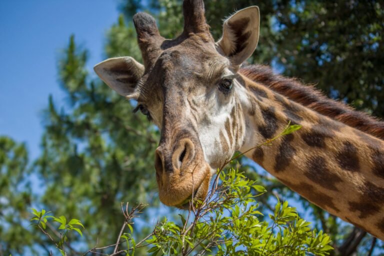 giraffe, mhp, Steps to finding a new home, modern, Manufactured homes for sale, living