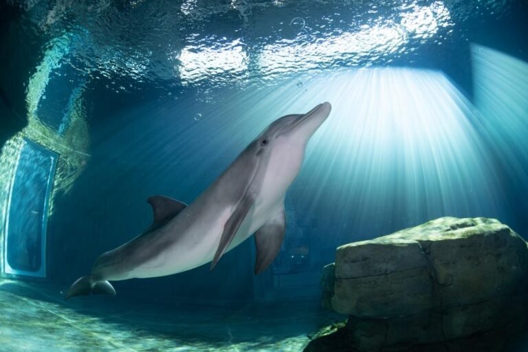 safe, comfortable, Manufactured homes for rent, Steps to finding a new home, homes, hopethedolphin