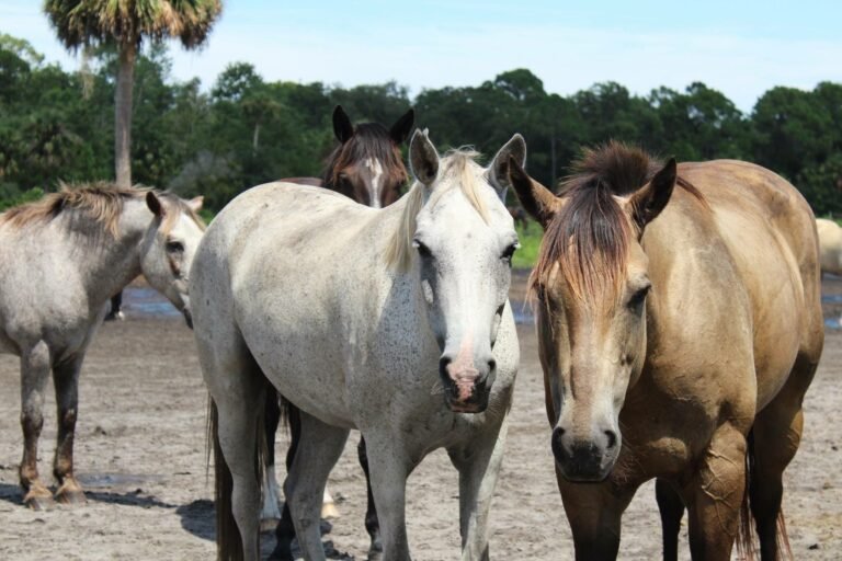 comfortable, ourhorses, safe, Manufactured homes for sale, mhp, Manufactured homes for rent