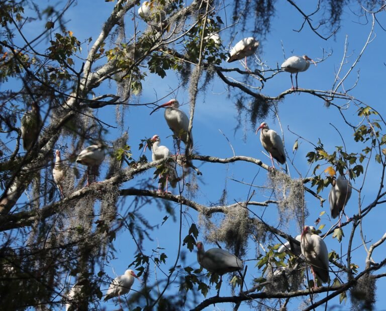 treefullofibis, living, homes, mobile homes, Parakeet Communities, mhp